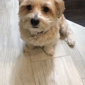 Meet your Posher, Bailey